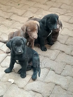 1-3 months Male Purebred Labrador Retriever