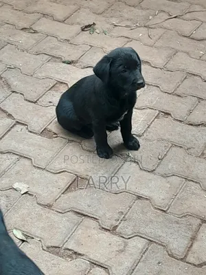 1-3 months Male Purebred Labrador Retriever