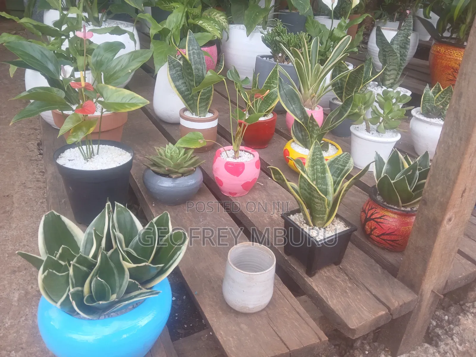 Potted Plants Flowers Grass