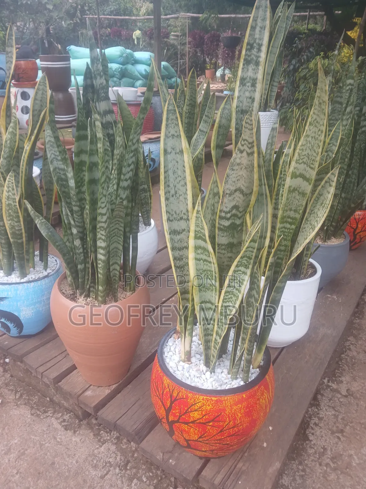 Potted Plants Flowers Grass