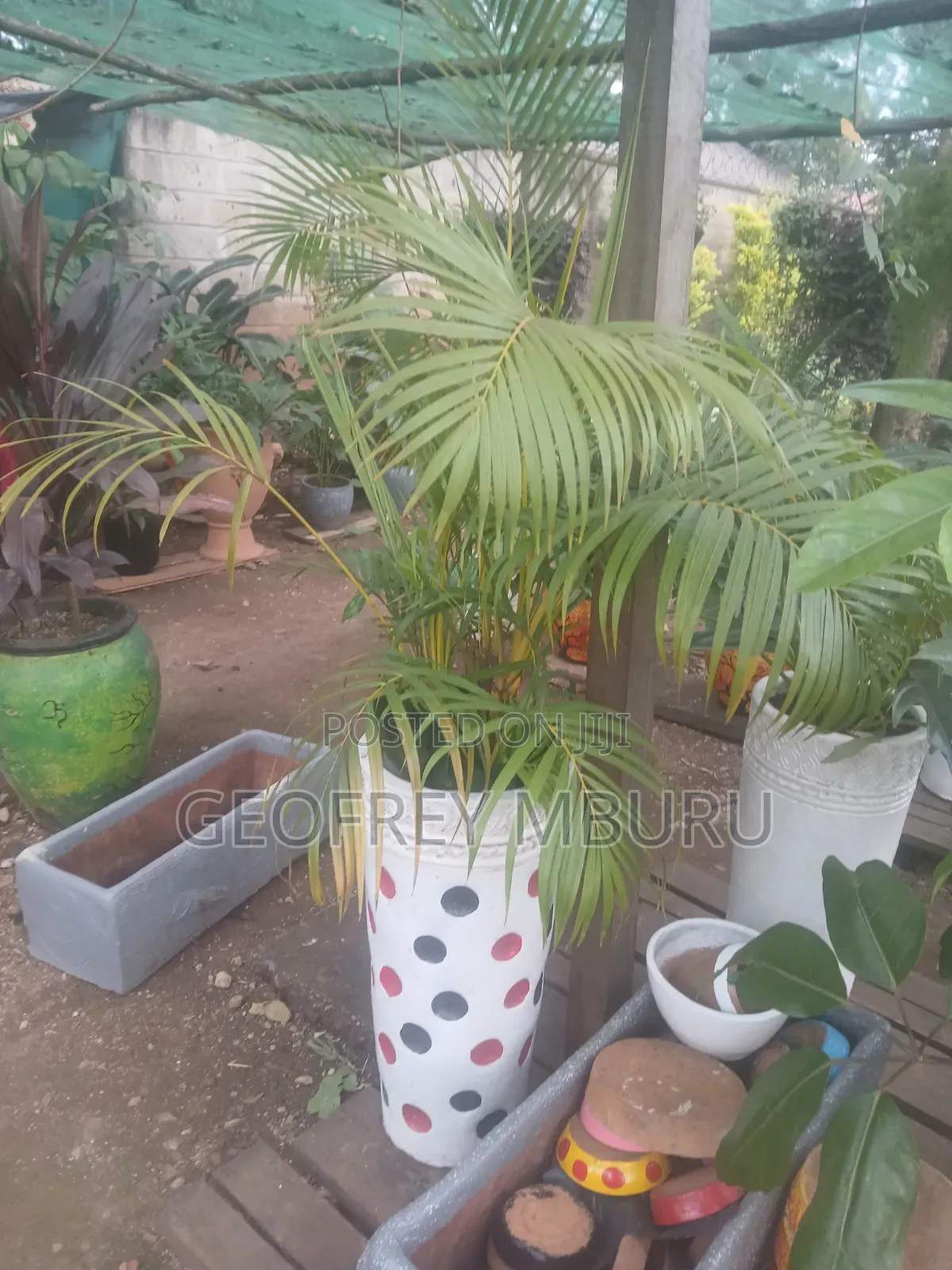 Potted Plants Flowers Grass