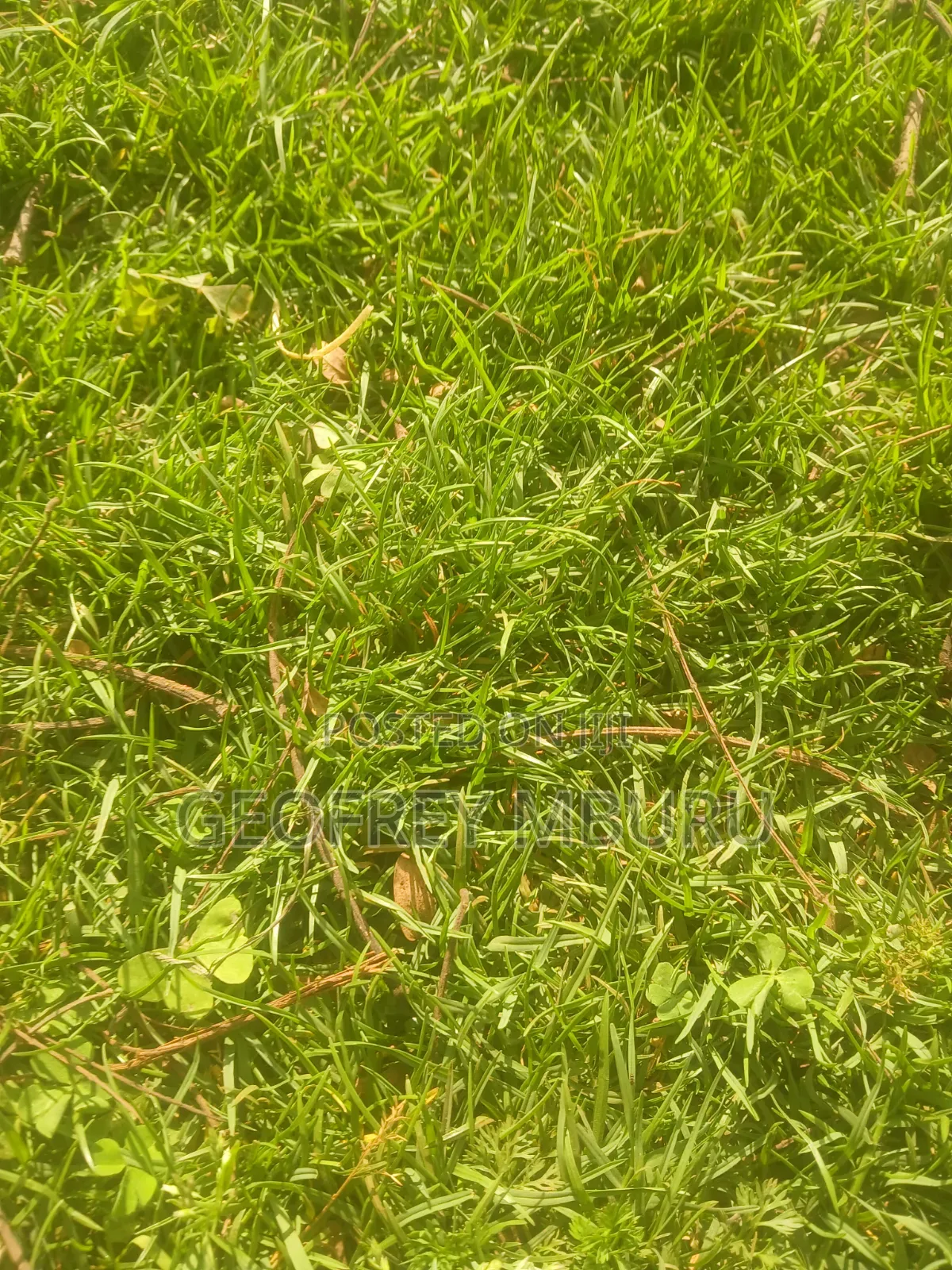 Lawn Grass