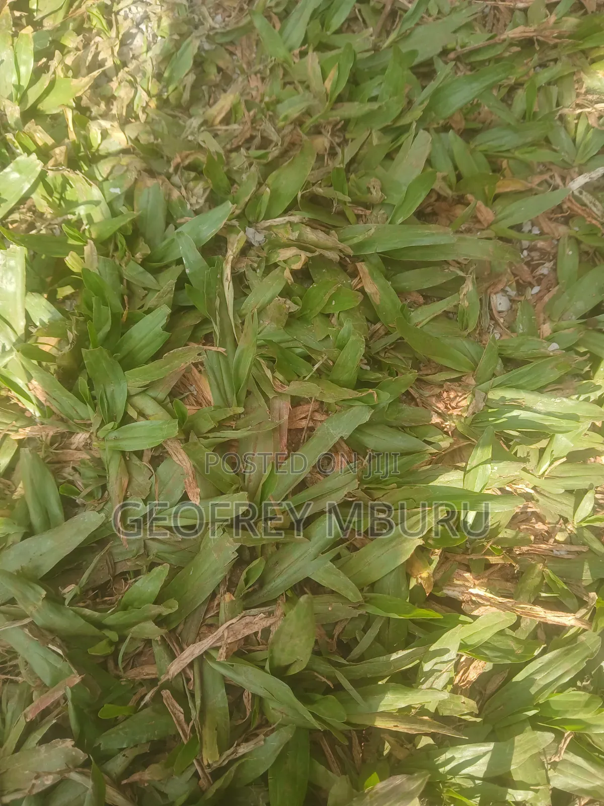 Lawn Grass