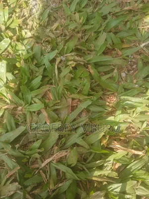 Lawn Grass