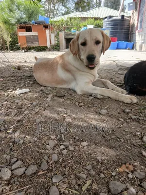 6-12 months Male Purebred Labrador Retriever