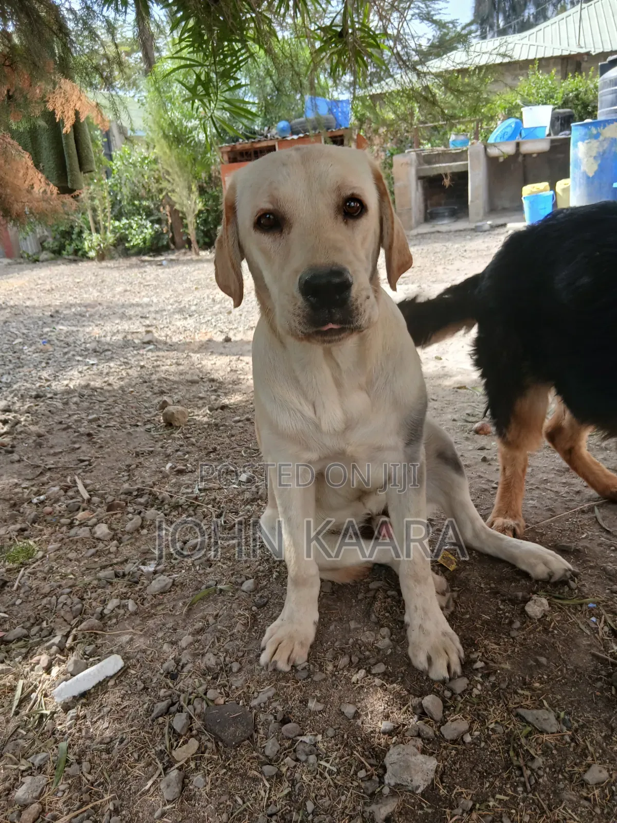 6-12 months Male Purebred Labrador Retriever