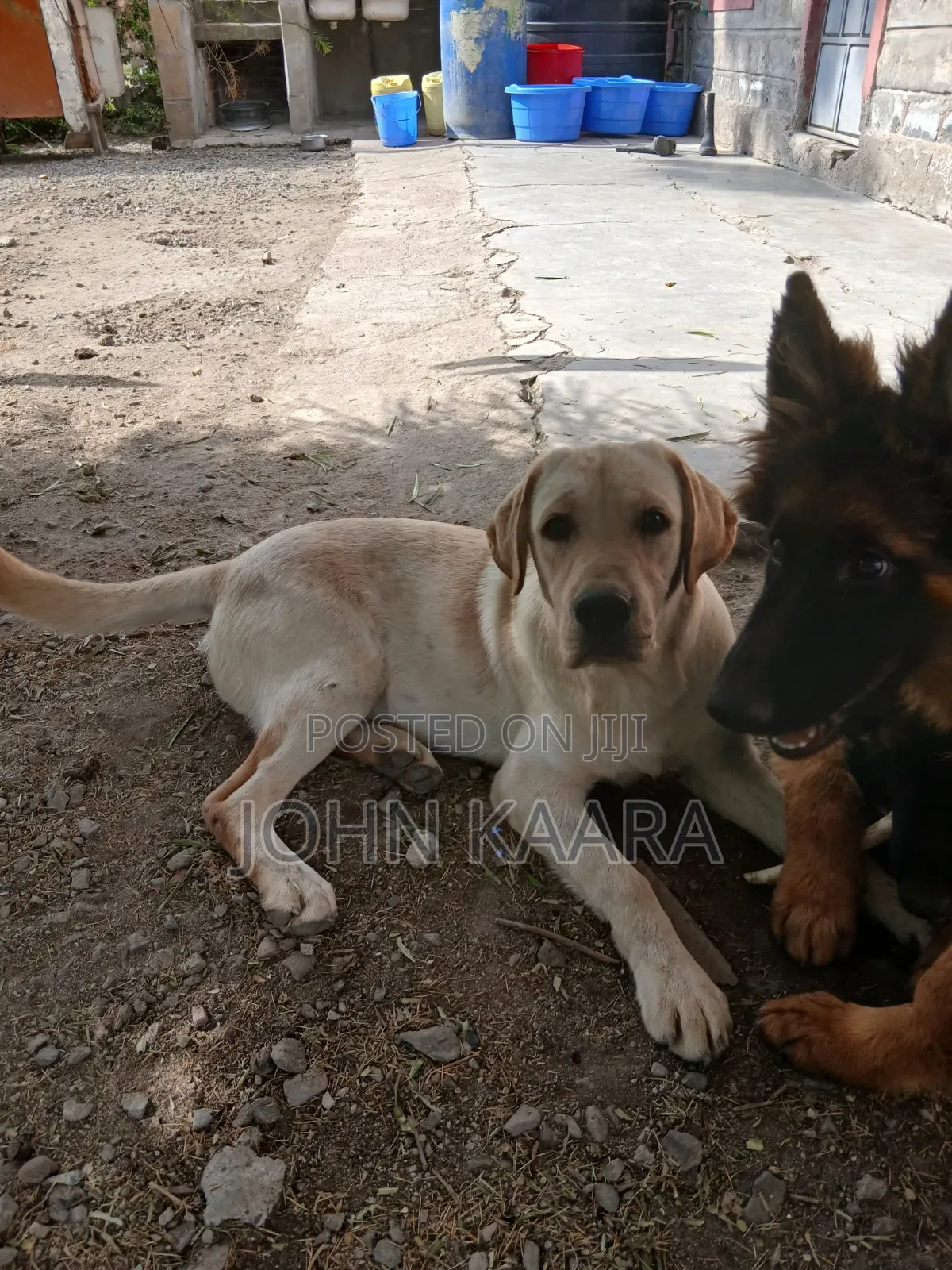 6-12 months Male Purebred Labrador Retriever