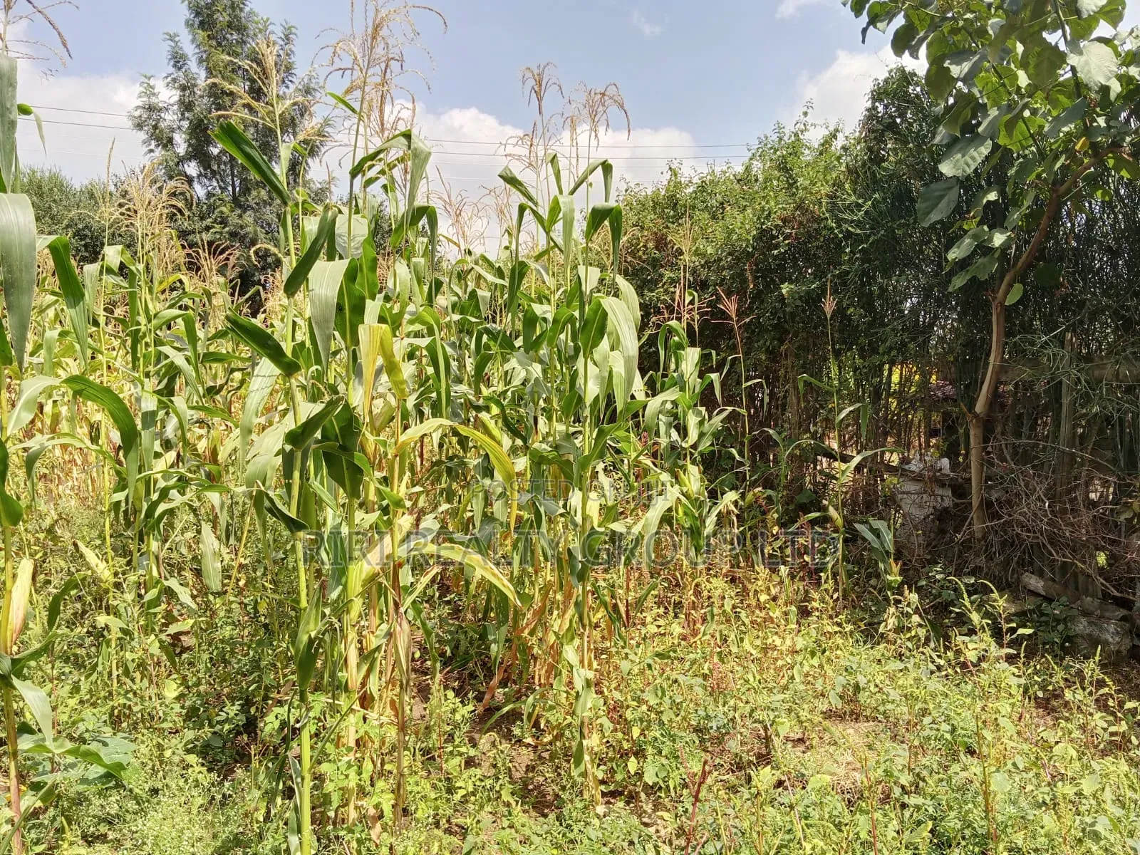 3bdrm Bungalow in Utawala, Nairobi Central for sale