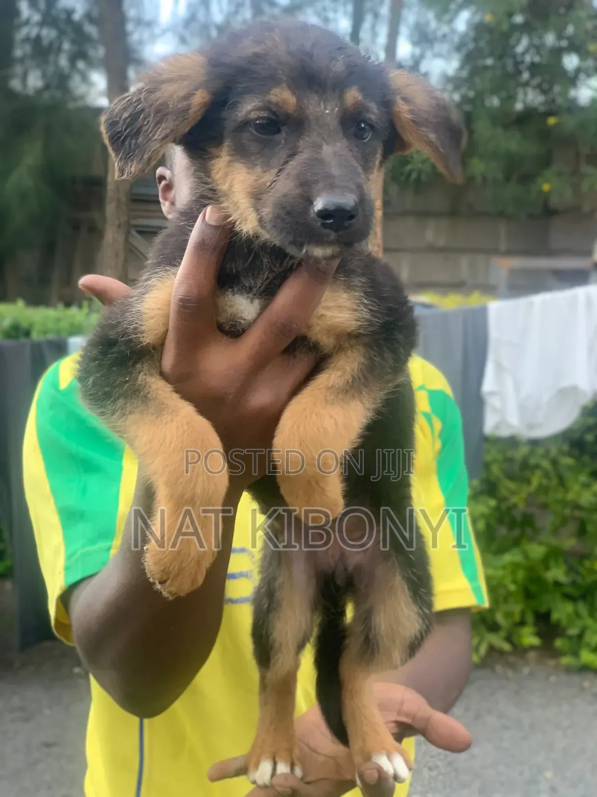 3-6 months Female Mixed Breed German Shepherd