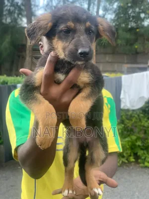 3-6 months Female Mixed Breed German Shepherd