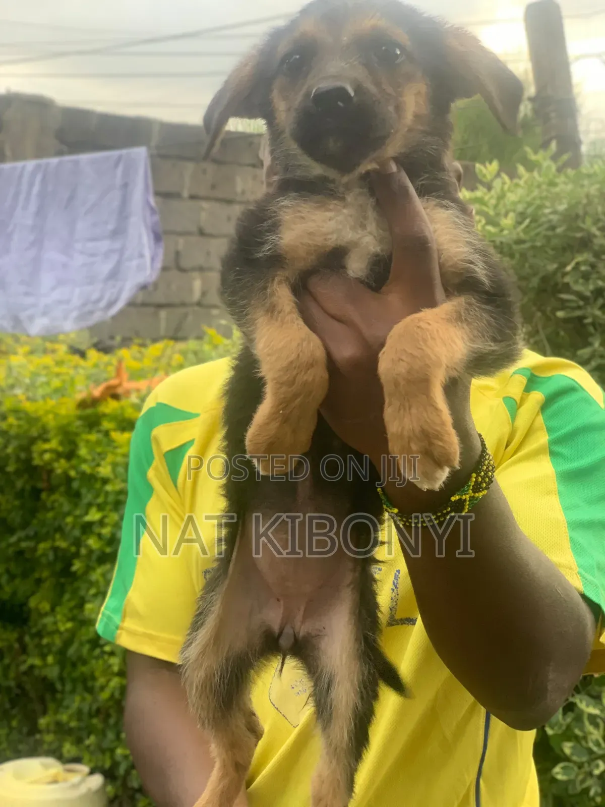 3-6 months Female Mixed Breed German Shepherd