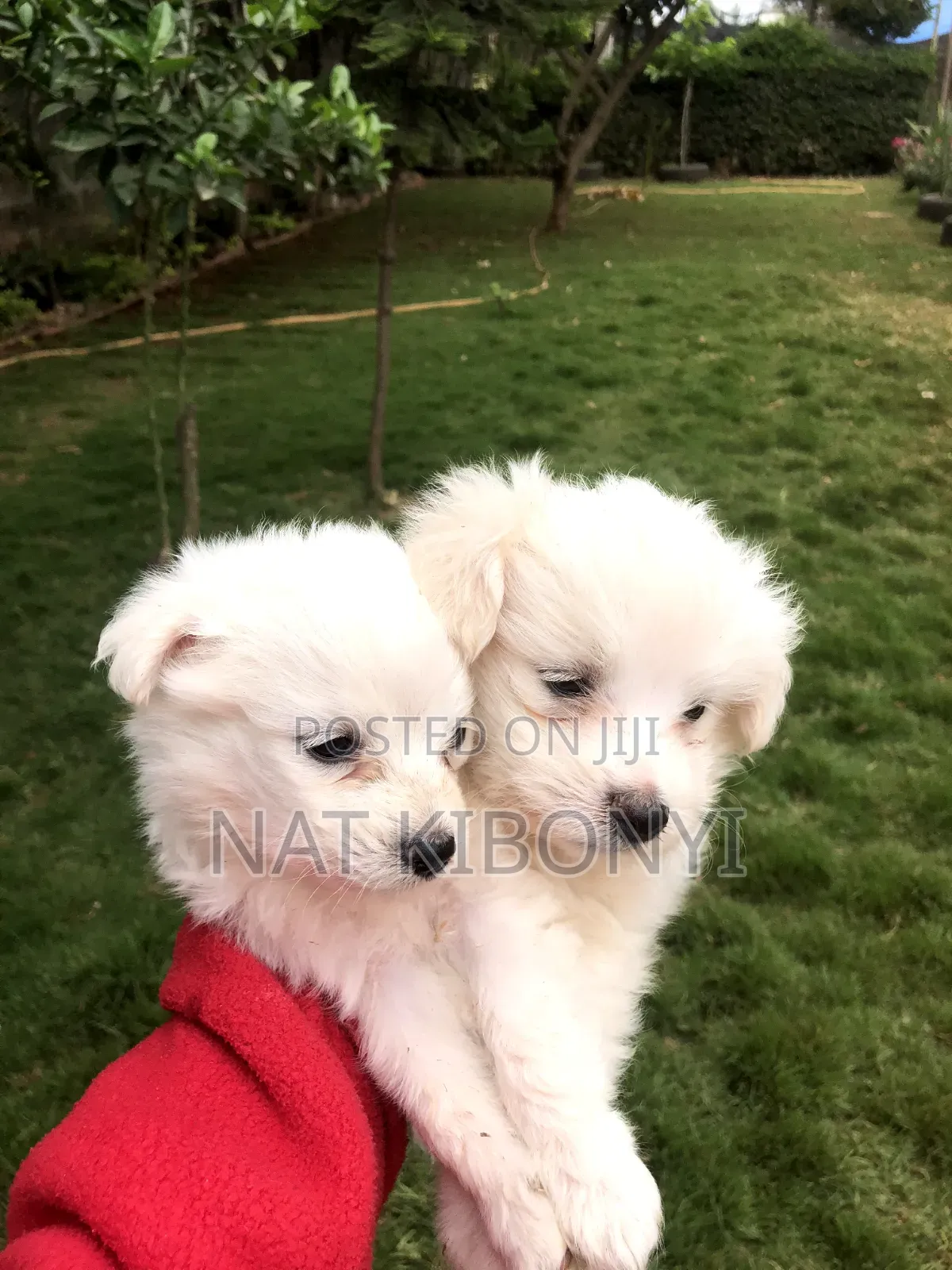 1-3 months Male Purebred Japanese Spitz