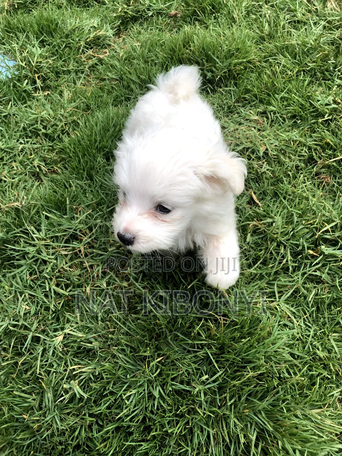 1-3 months Male Purebred Japanese Spitz