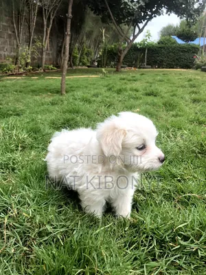 1-3 months Male Purebred Japanese Spitz
