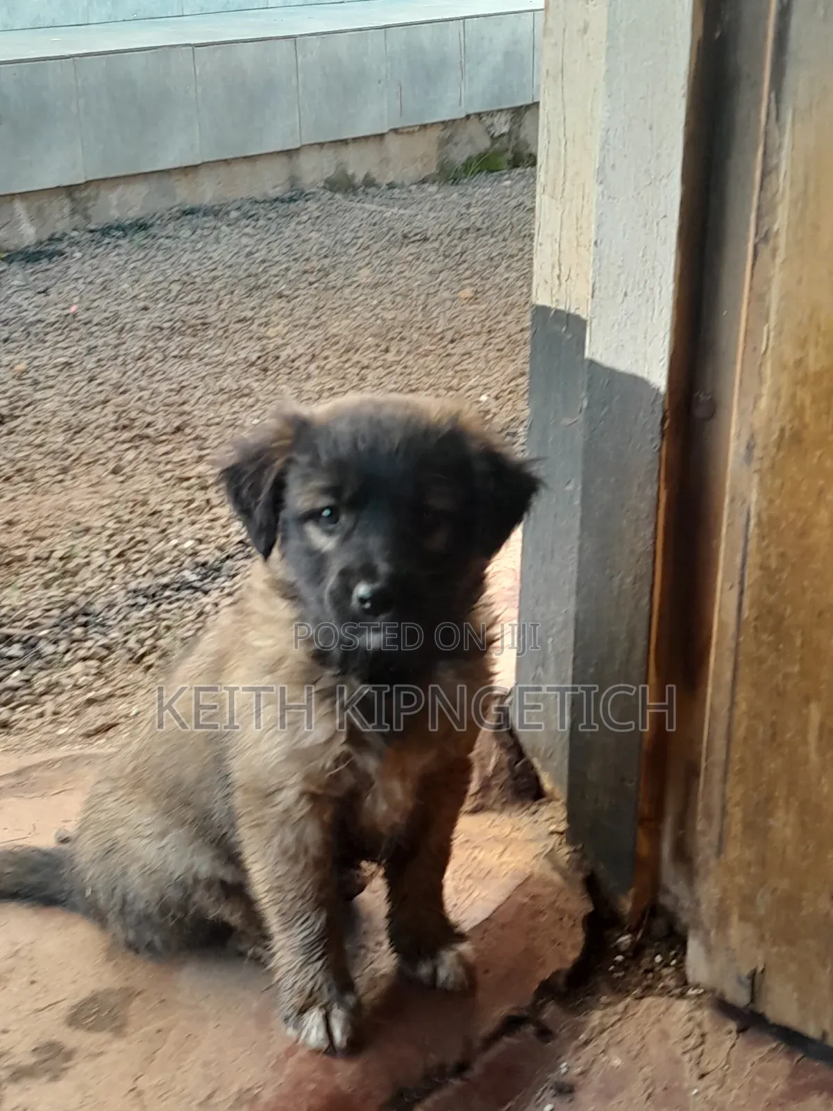 1-3 months Female Mixed Breed Caucasian Shepherd
