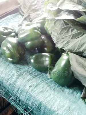 Fresh Vegetables for Sale