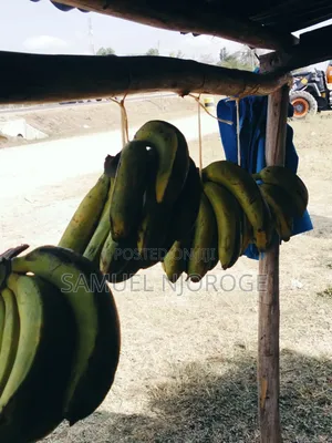 Fresh Vegetables for Sale