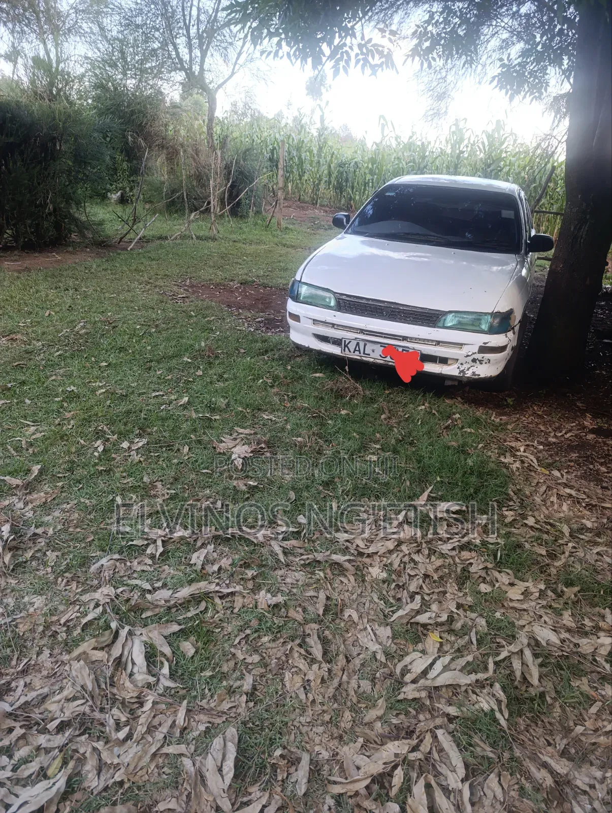 Toyota Corolla 1998 White