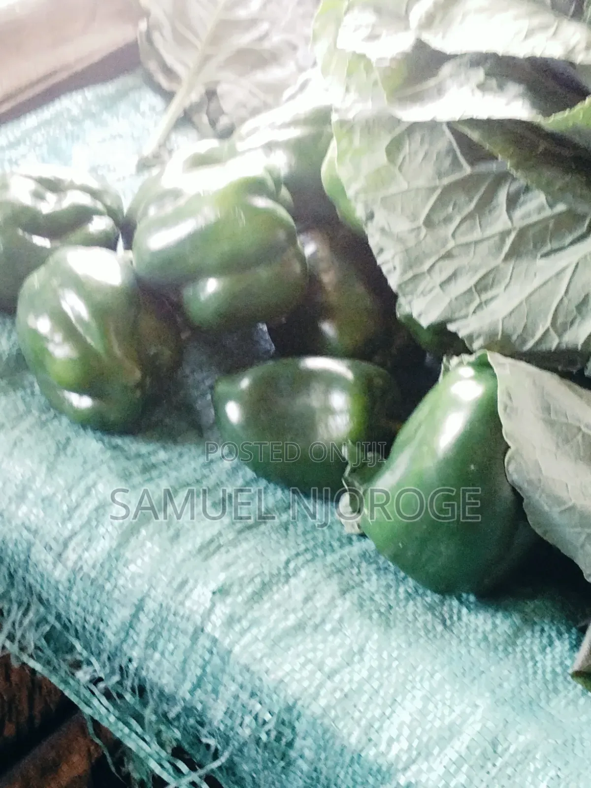 Fresh Vegetables for Sale