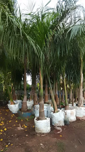 Royal Palm