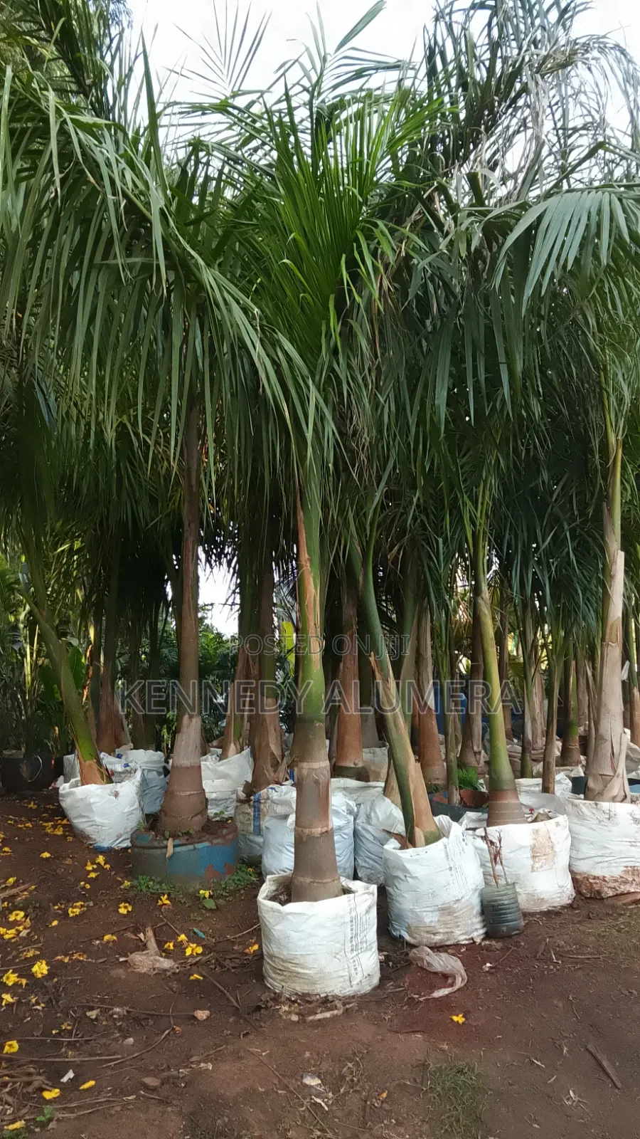 Royal Palm