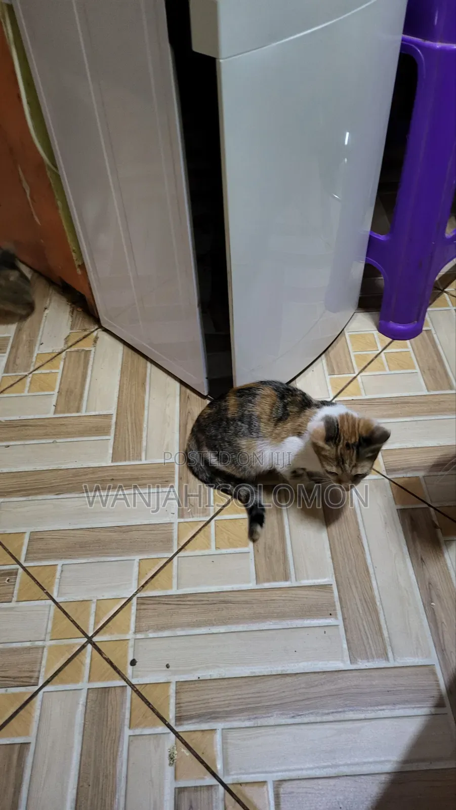 1-3 months Female Mixed Breed Persian