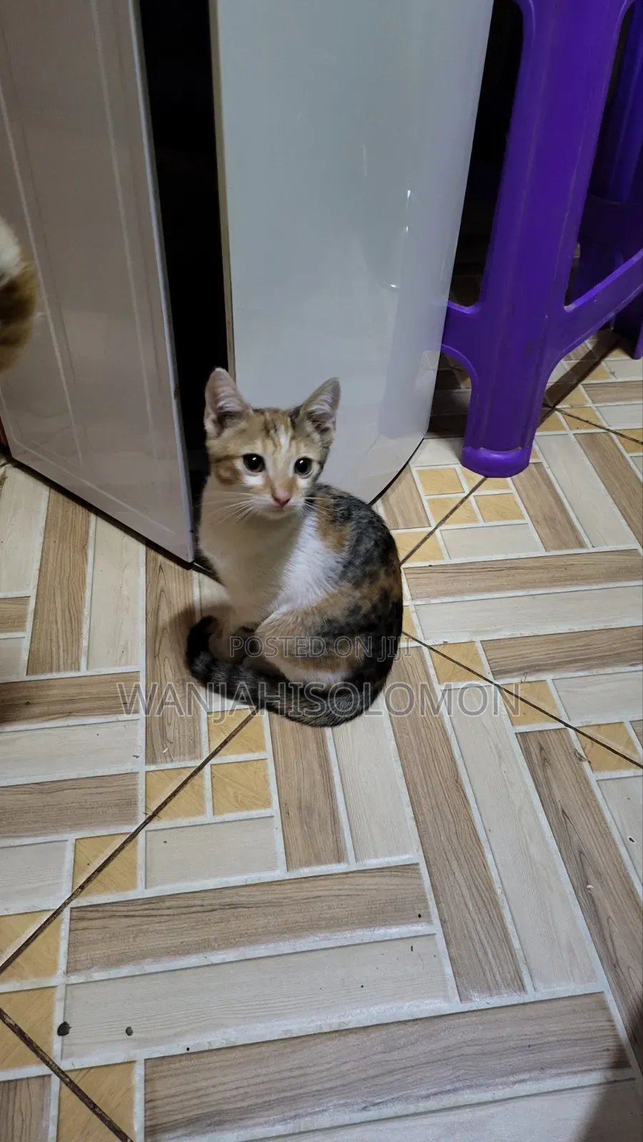 1-3 months Female Mixed Breed Persian
