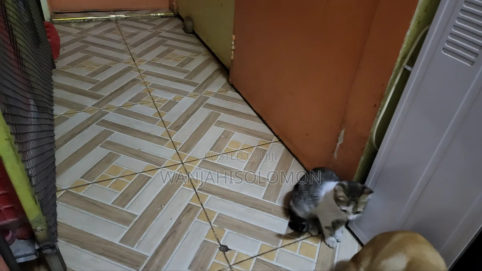 1-3 months Female Mixed Breed Persian