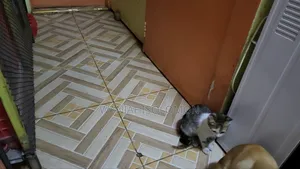 1-3 months Female Mixed Breed Persian