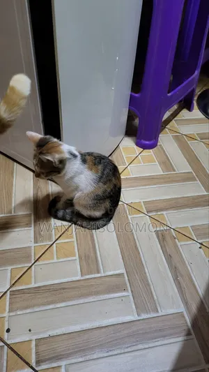 1-3 months Female Mixed Breed Persian