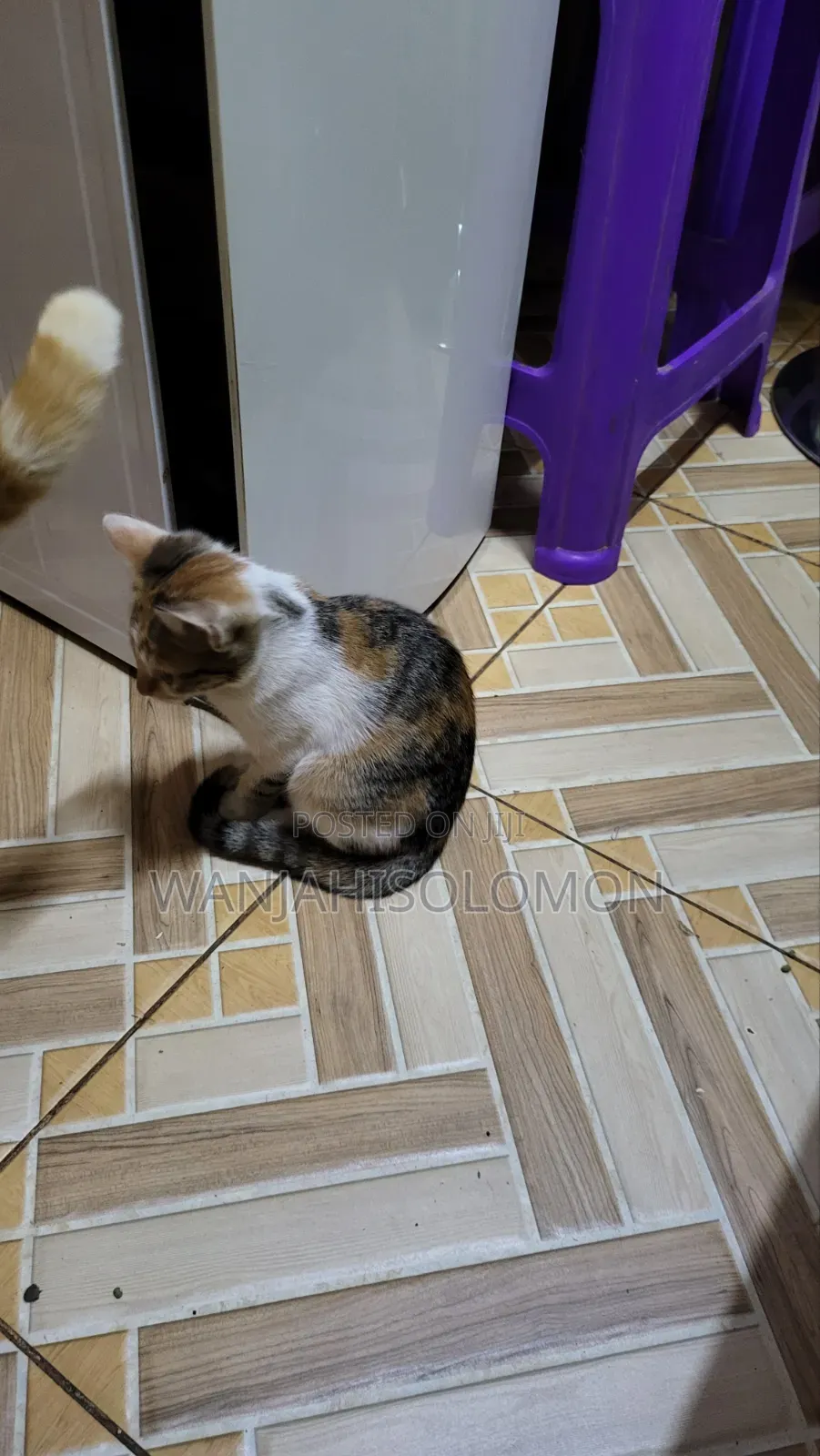 1-3 months Female Mixed Breed Persian