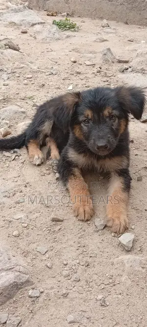 1-3 months Female Purebred German Shepherd