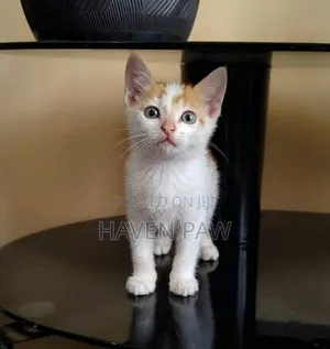 1-3 months Male Mixed Breed Cat