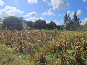 Prime Land for Sale