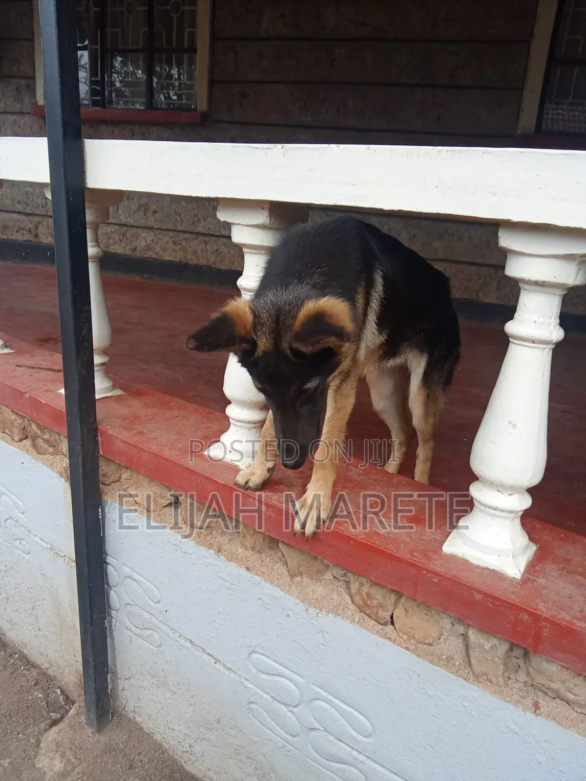 6-12 months Male Purebred German Shepherd