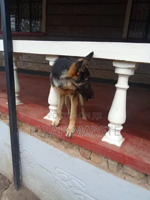 6-12 months Male Purebred German Shepherd