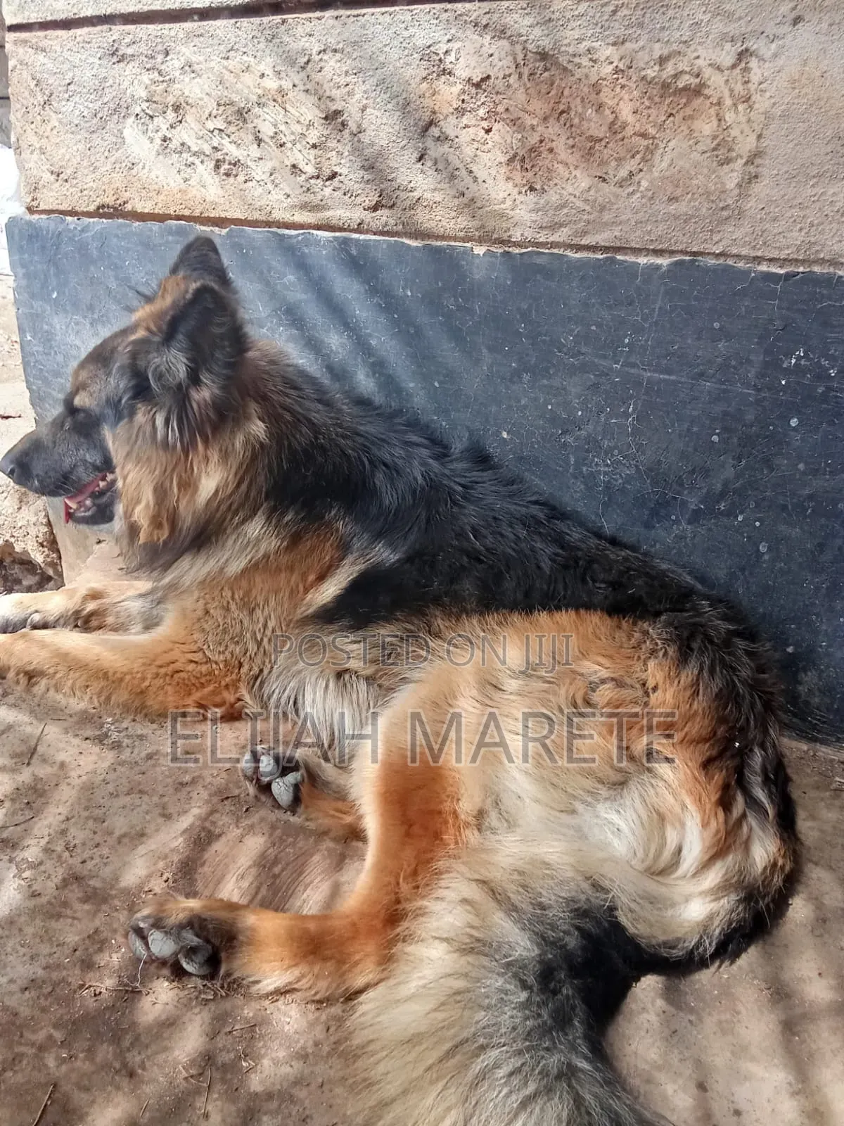 6-12 months Male Purebred German Shepherd