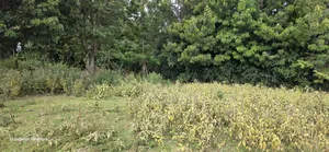 Prime 1 Acre for Sale in Chepkanga Eldoret