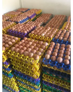 Grades Egg for Sell