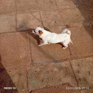 1+ year Male Mixed Breed Chihuahua