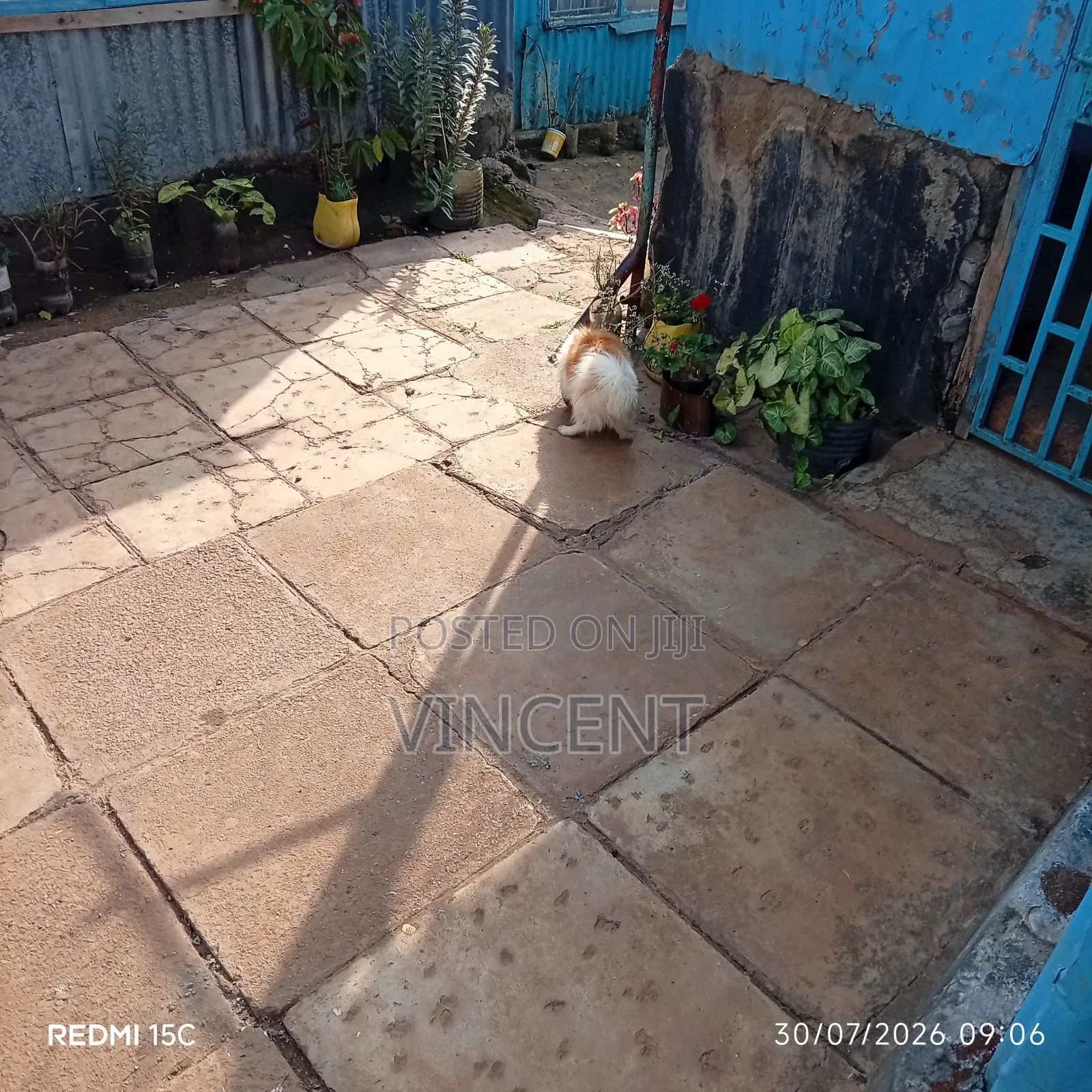 1+ year Male Mixed Breed Chihuahua
