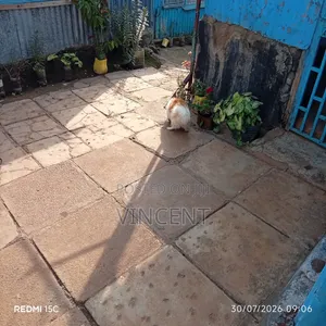 1+ year Male Mixed Breed Chihuahua