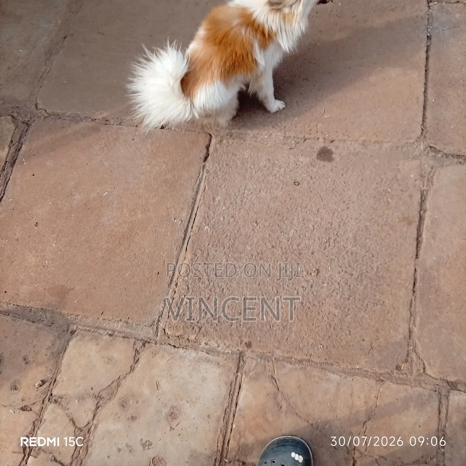 1+ year Male Mixed Breed Chihuahua