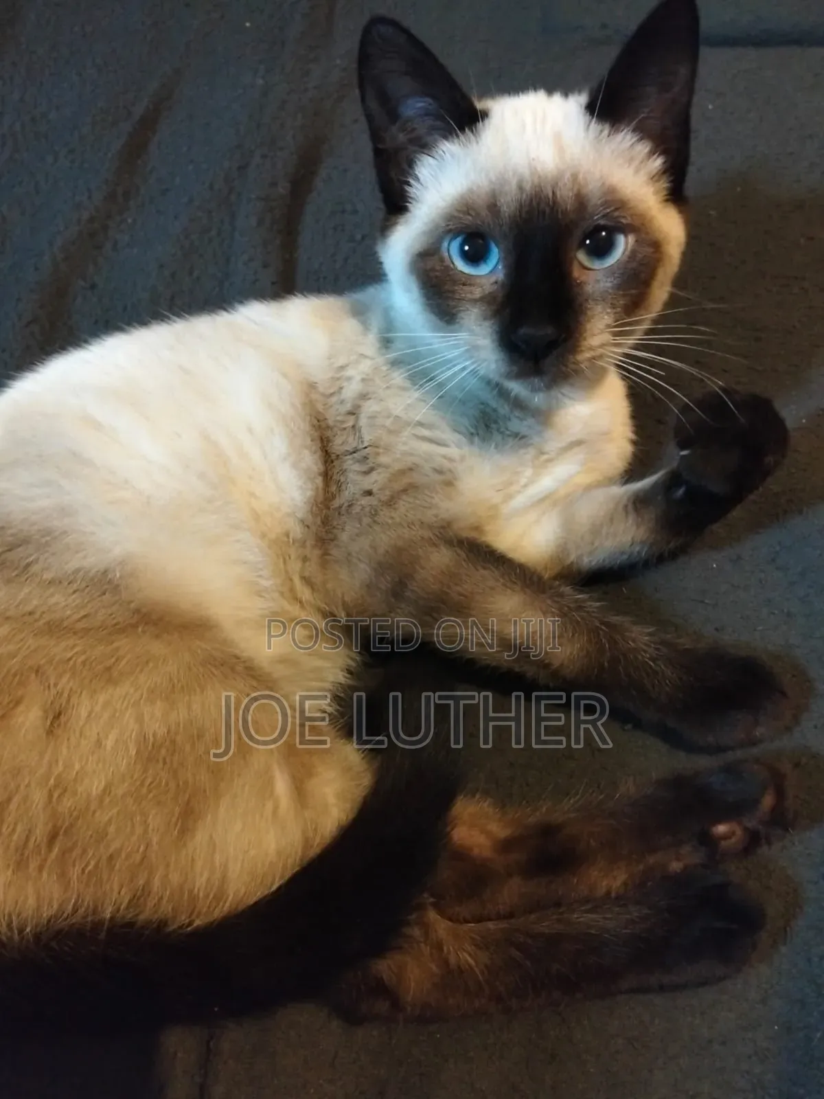 1-3 months Female Mixed Breed Siamese