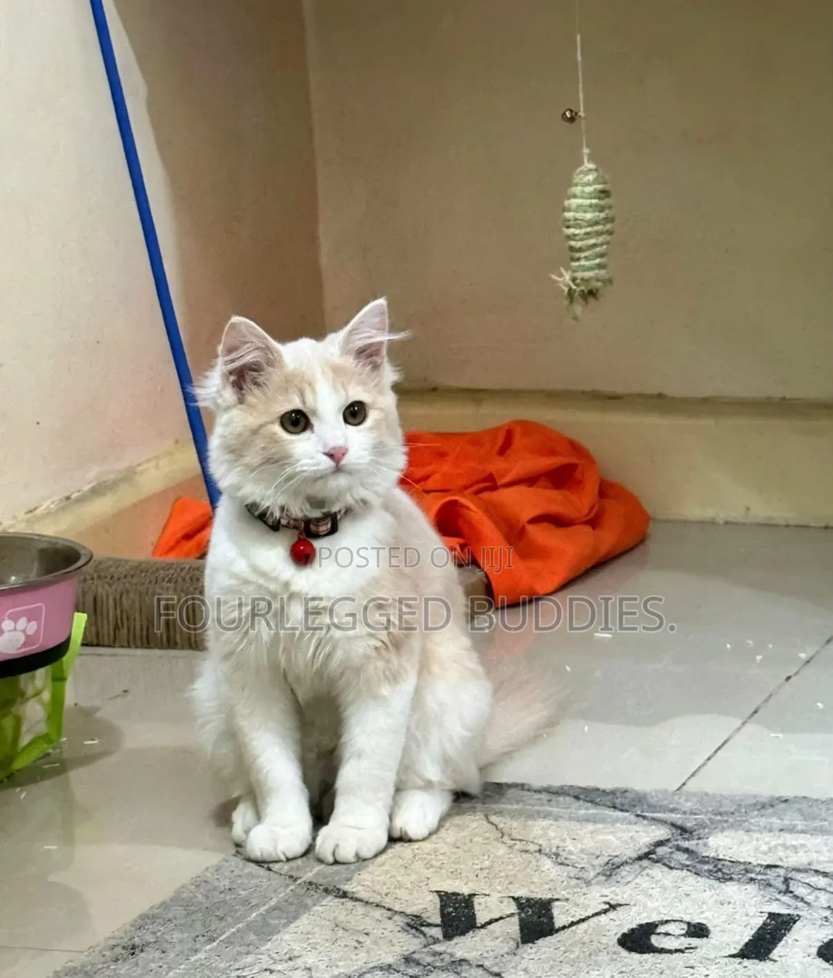 3-6 months Female Purebred Ragdoll