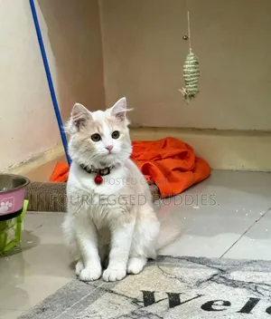3-6 months Female Purebred Ragdoll