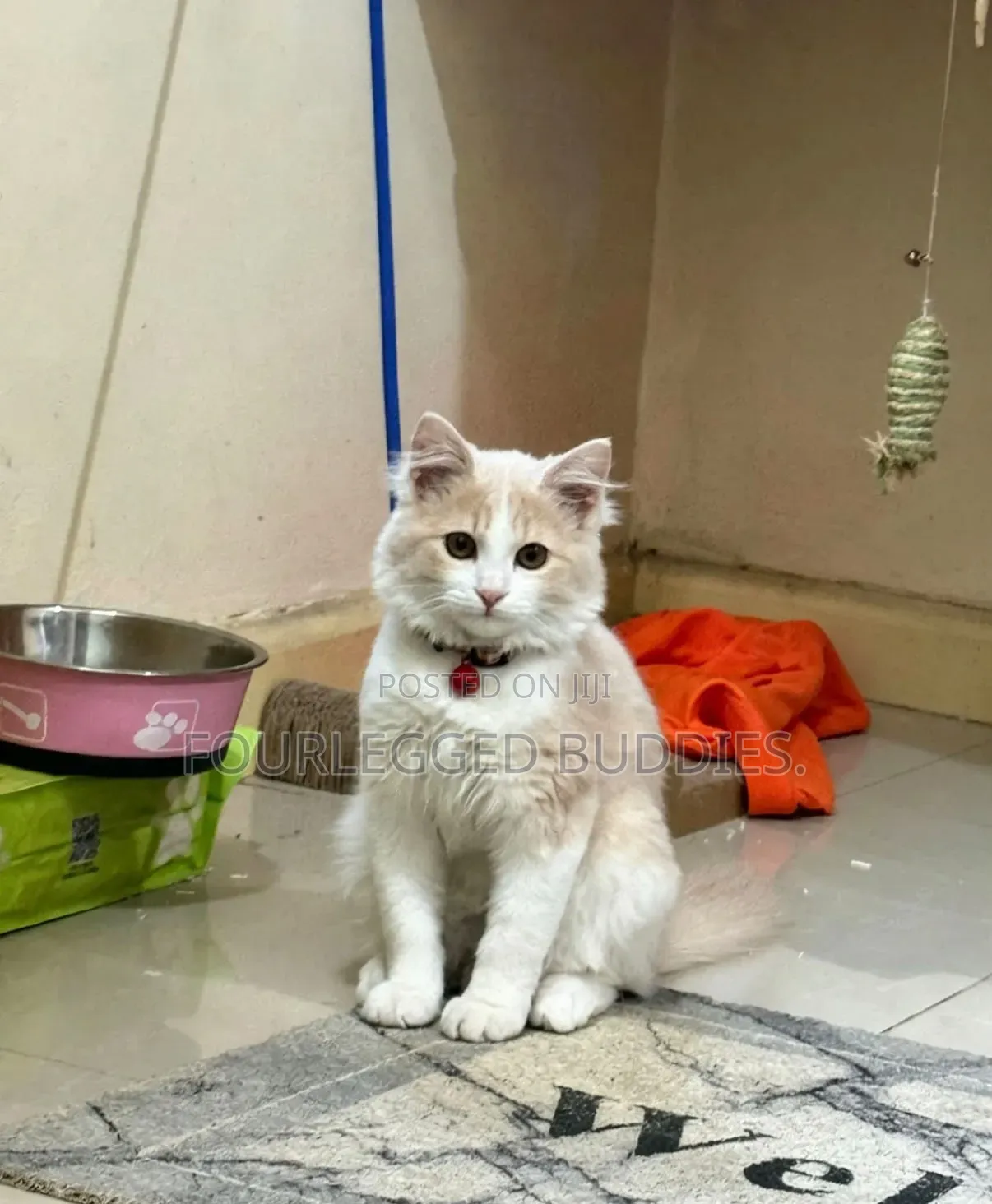 3-6 months Female Purebred Ragdoll