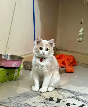 3-6 months Female Purebred Ragdoll