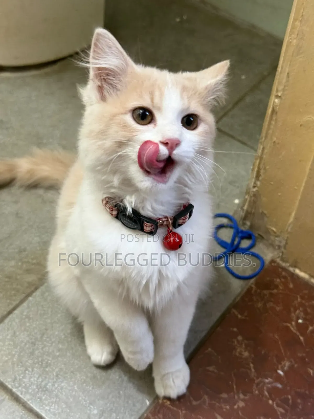 3-6 months Female Purebred Ragdoll