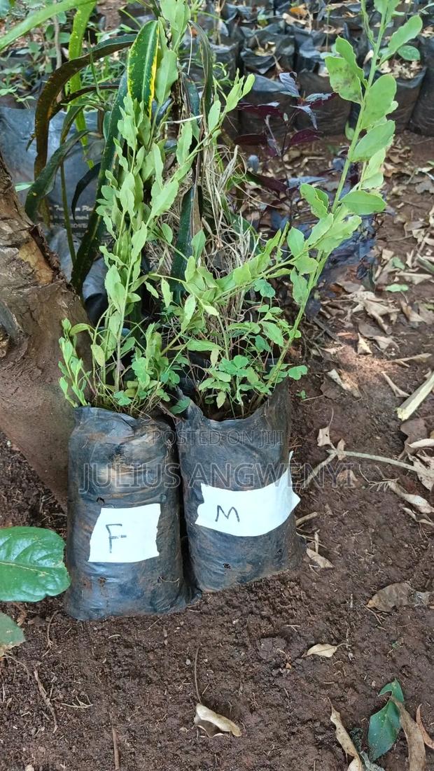 Sandlewoods Seedlings